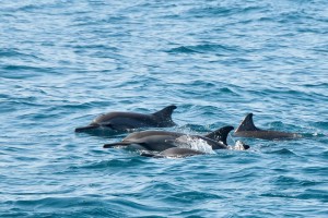 bottlenose dolphins (Copy)