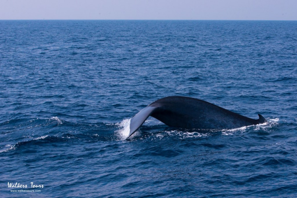 Whale watching in Sri Lanka with Walkers Tours