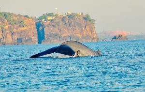 mirissa sri lanka