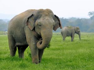 Asian Elephant Sri Lanka