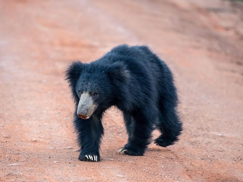 Yala Sri Lanka