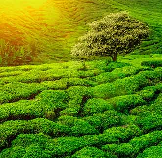 Sustainability Initiatives in sri lanka