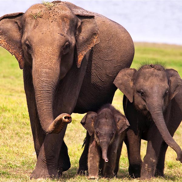 Three Elephants having a relaxing walk in a sanctury