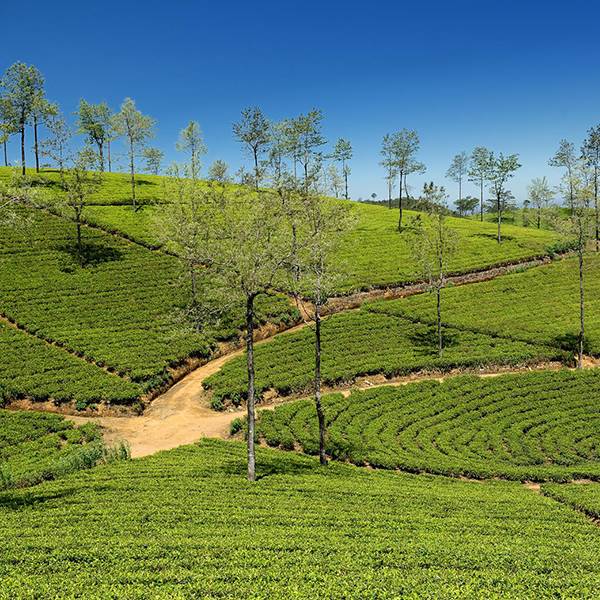KANDY – NUWARA ELIYA