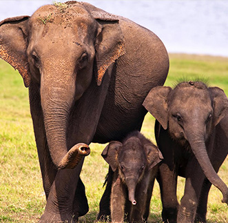 Luxury Jeep Safari – Minneriya in sri lanka