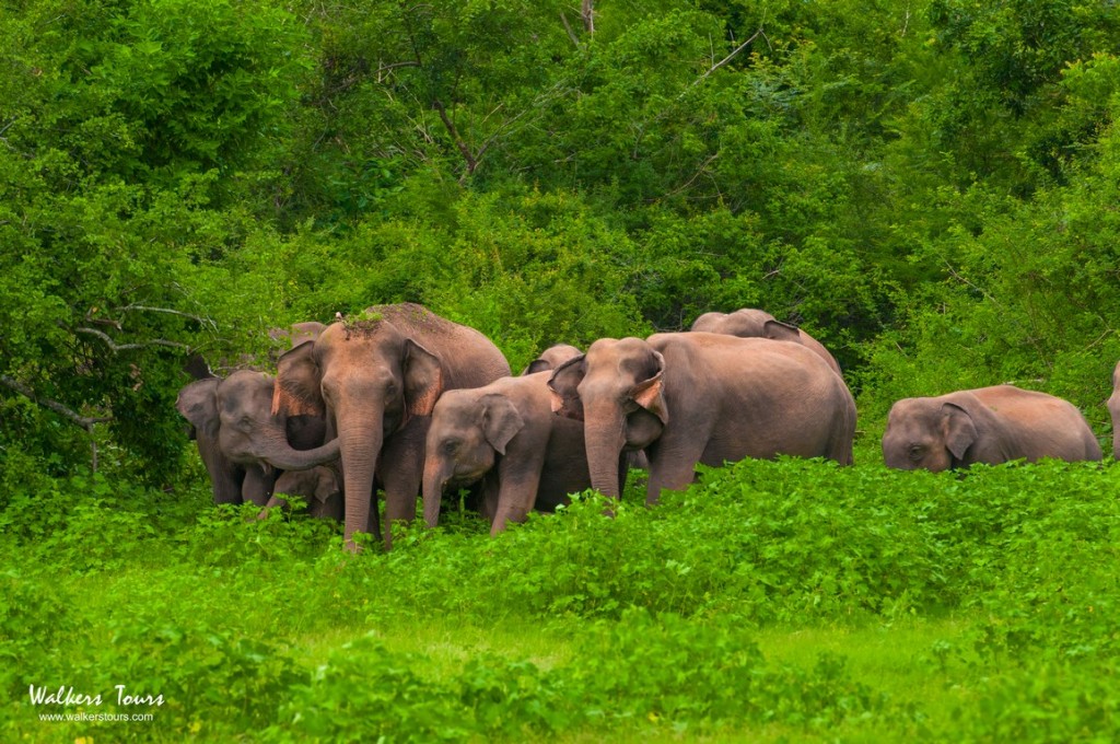 Wildlife Safari in Sri Lanka with Walkers Tours