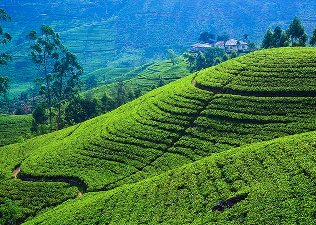 Beautiful panoramic view of a tea estate in the hill country 