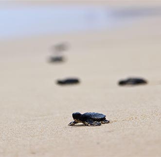 Turtle hatchlings backing to the ocean