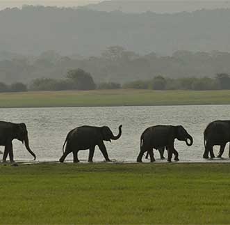 Elephants graze among wetlands of the Minneriya National Park