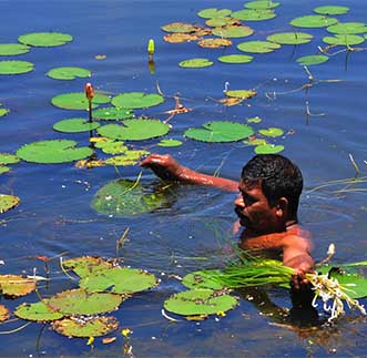 Sri Lanka's native flower - The Olu (White Water Lotus)