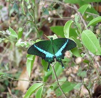 One of Kithulgala's exotic species of butterflies