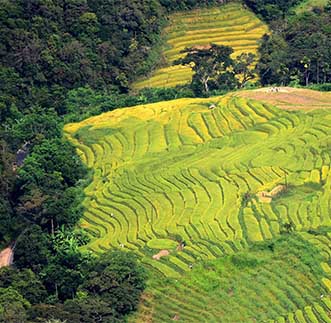 Breathtaking view of Sri Lanka's Terrace Paddy Fields