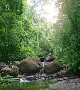 River Pathway Surrounded by the Greenery at Sinharaja Forest