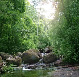 A breathtaking sight of a water stream in the Sinharaja forest