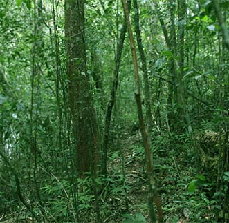 The dense greenery of the Sinharaja Forest reserve