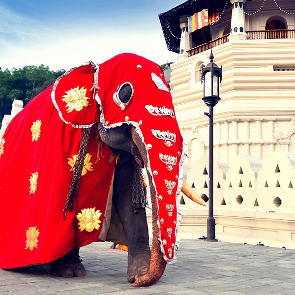 A magnificent Elephant dressed for Esala perahera 