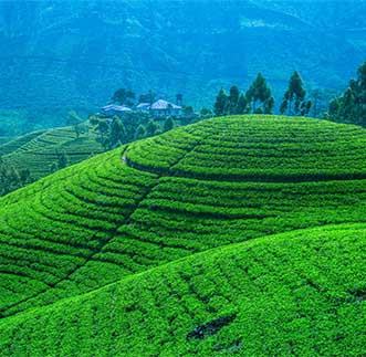 Panoramic layered view of Hill country Tea plantation