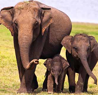 Baby Elephants roaming the grasslands alongside their Mother