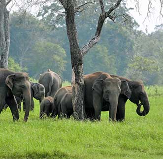 Elephants among the lush greenery at Udawalawe National Park