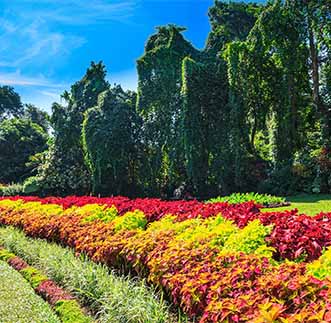 An Alley of multicolured flowers in Peradeniya Botanical Gardens