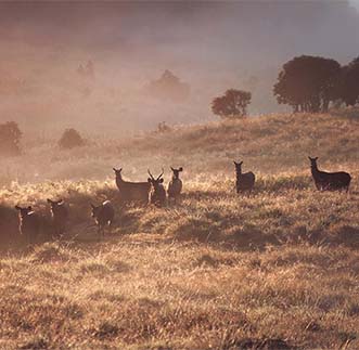 Hill Country Highlights in sri lanka