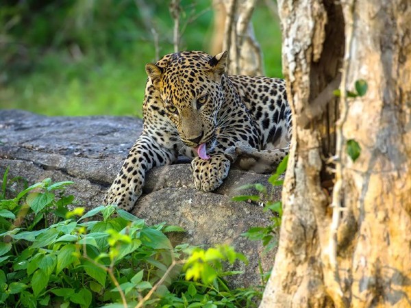 Yala National Park in sri lanka