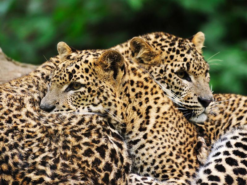 A Leopard couple enjoying a moment 