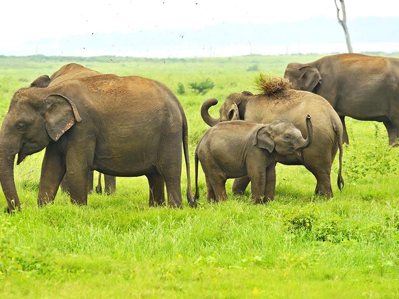 Sri Lankan Elephant herd grazing in lush greenery