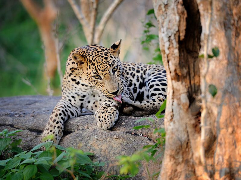 Wildlife & Adventure Tours in sri lanka