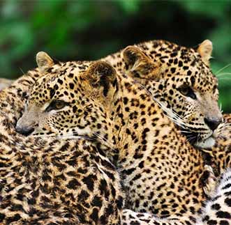 Perfect capture of random moments of a Leopard couple