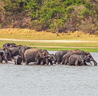 Elephants enjoying a refreshing bath in their sanctury