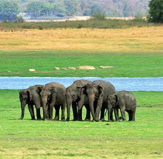 Minneriya National Park  in sri lanka