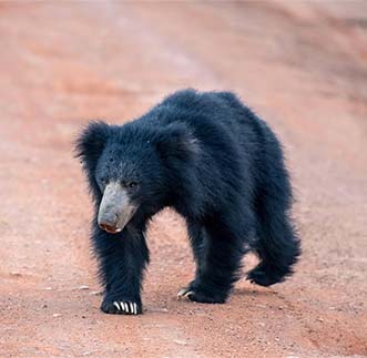 A lone Sloth Bear walking in its habitat