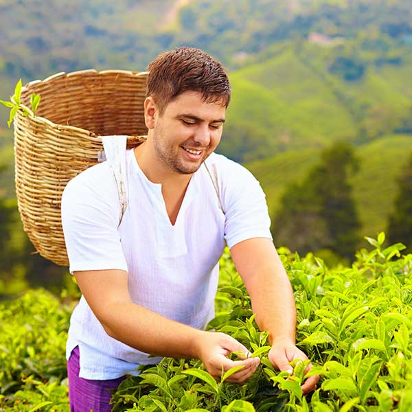 Tea in The Mountains in sri lanka