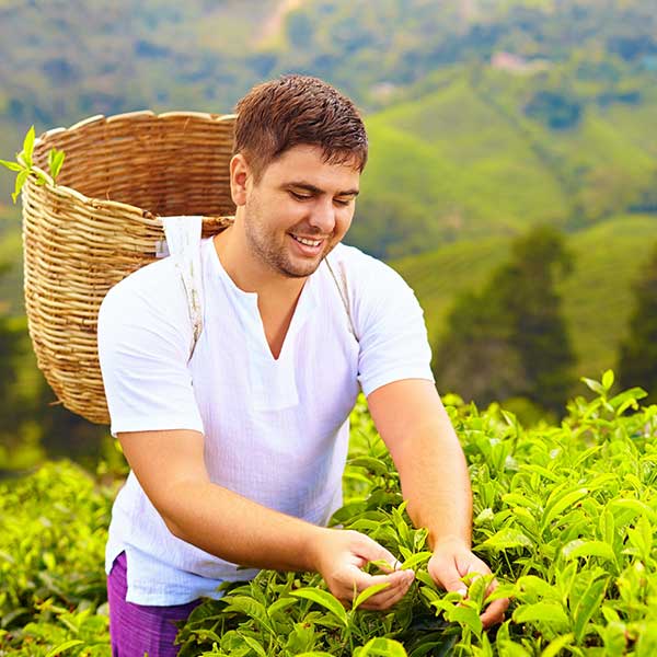 Tea in The Mountains