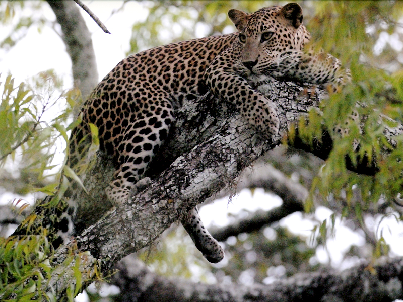 Wilpattu National Park, the Home of Leopards in sri lanka