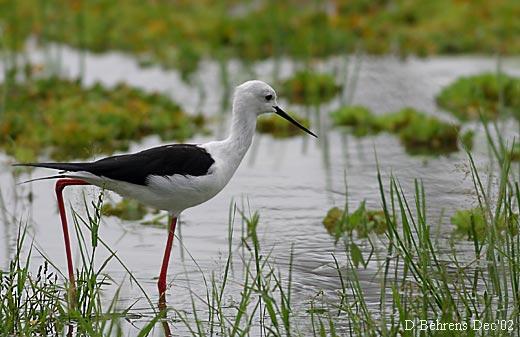 Kumana National Park, a Premier Bird Sanctuary in sri lanka