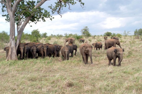 Udawalawe National Park, a Nature Reserve in sri lanka