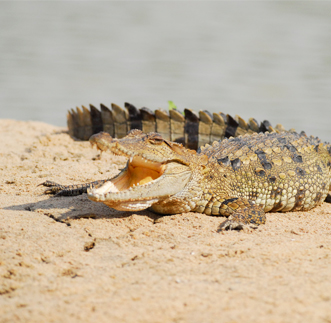 Gal Oya National Park, Centred Around a Reservoir in sri lanka