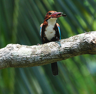 Thalawathugoda Bio Park Tour – Morning in sri lanka