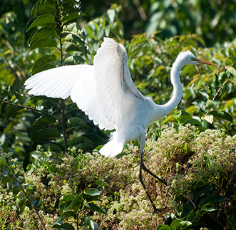 Nature Walk Thalangama – Morning in sri lanka