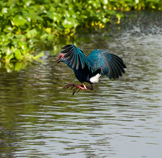 Thalawathugoda Bio Park Tour – Afternoon in sri lanka