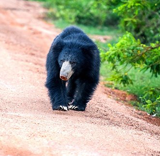 Yala National Park in sri lanka