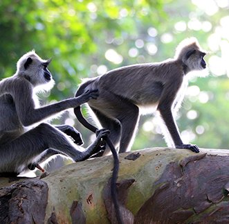 Guided Nature Walk - Morning in sri lanka