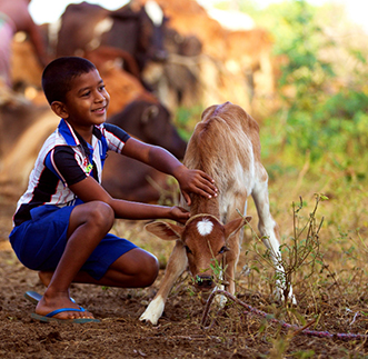 Morning With A Dairy Farmer in sri lanka