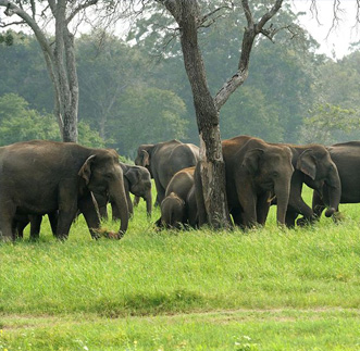 Udawalawe Jeep Safari in sri lanka