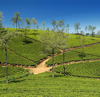 Digana – Nuwara Eliya