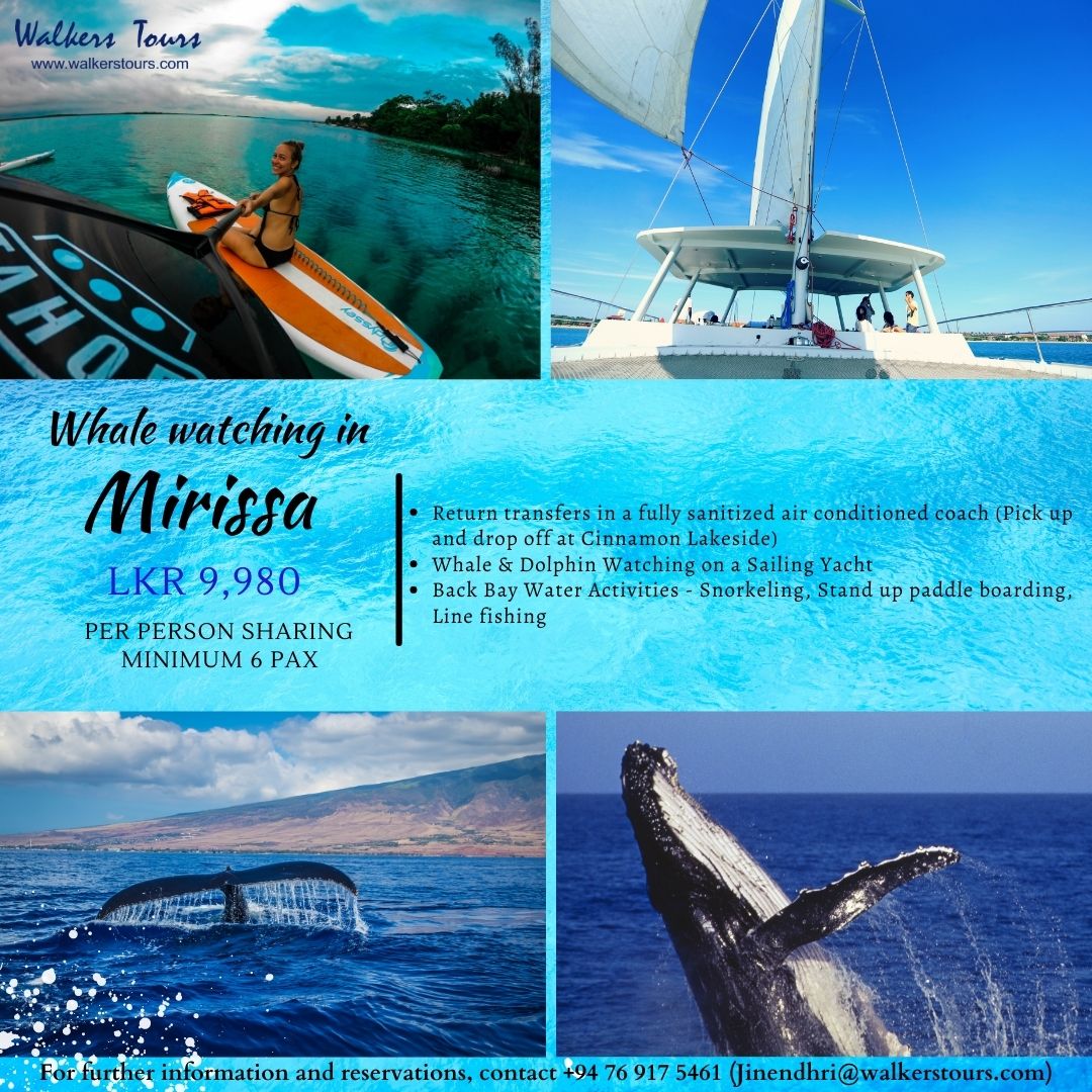 Whale watching - Day package