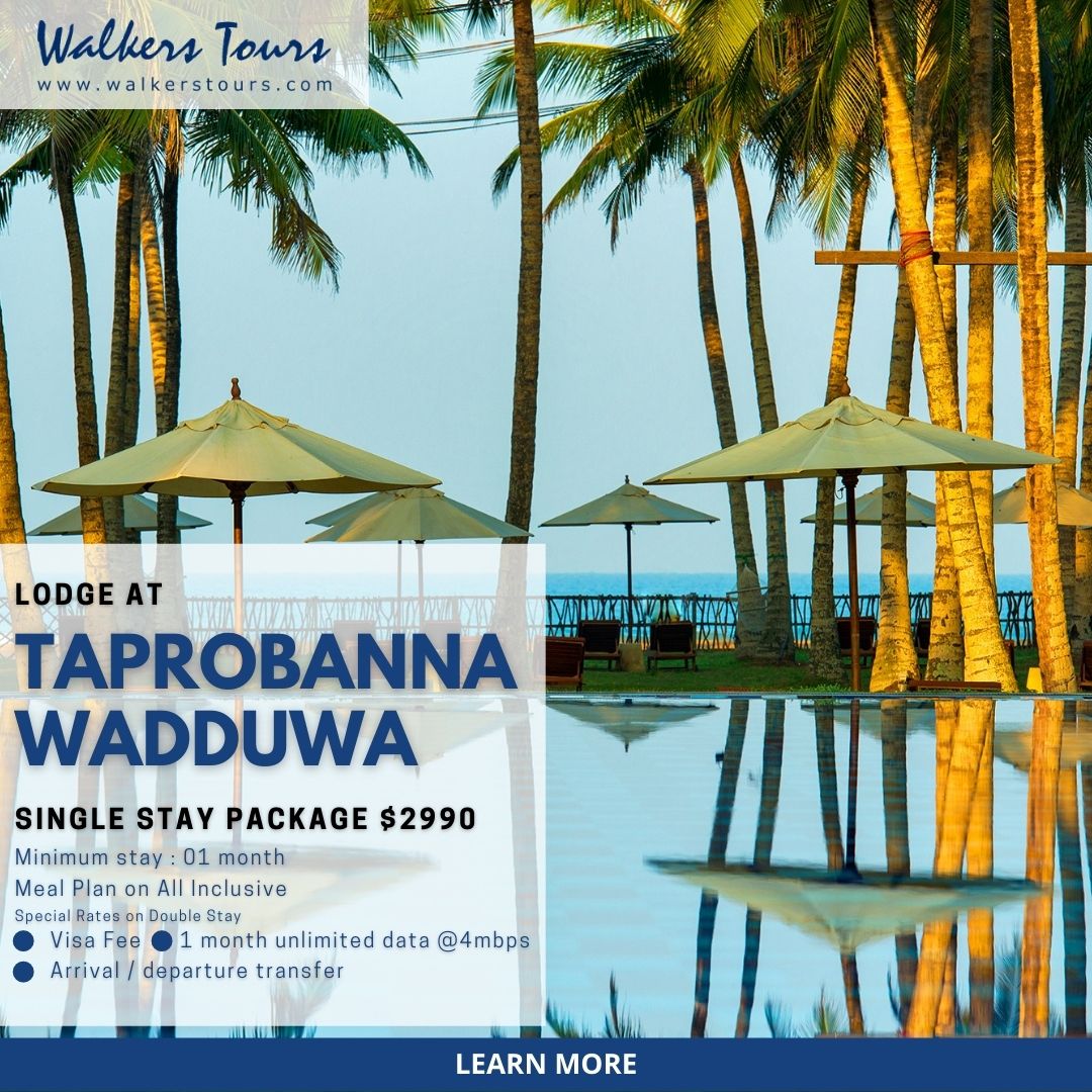Special Offer for Digital Nomads to Lodge at Taprobanna Wadduwa