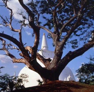 Walking through the first kingdom of Sri Lanka. in sri lanka